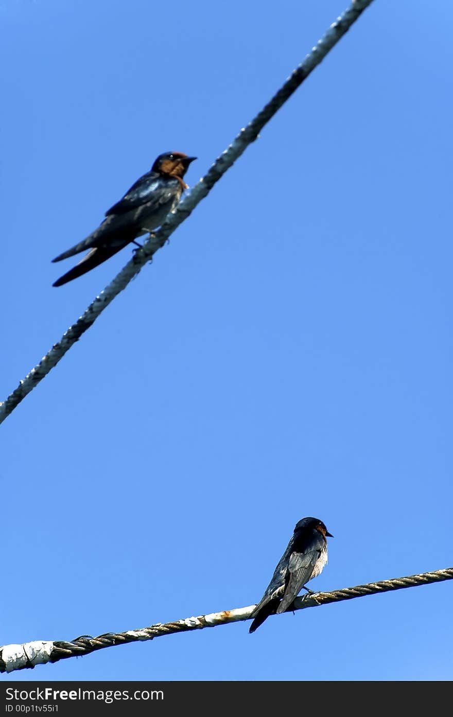 Two birds sitting on two wires