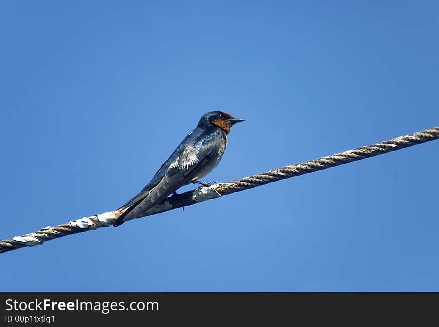 Small bird on a wire against blue sky