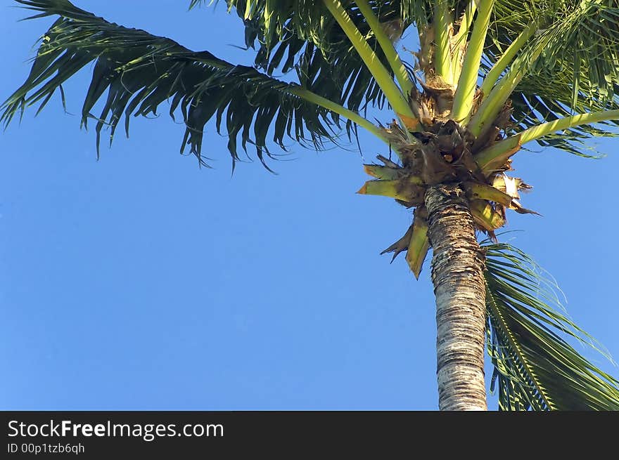 Palm tree against a deep blue sky