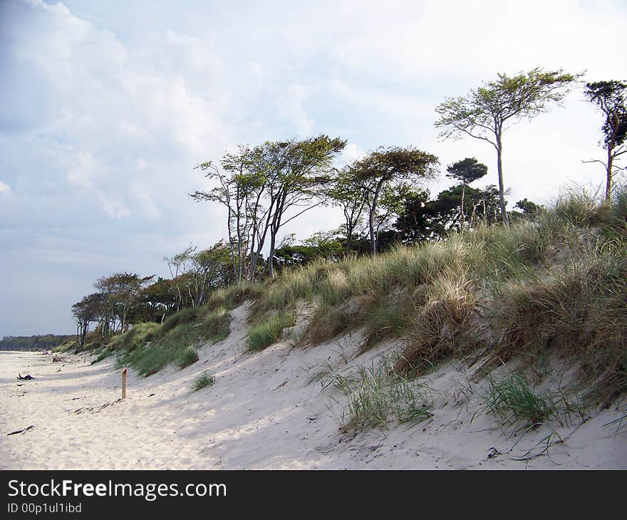 Dune in summer