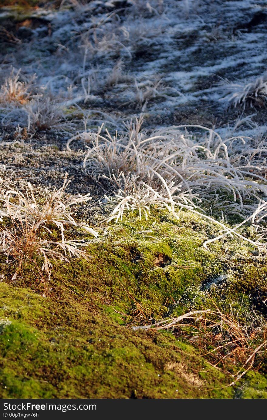 Detail of plants with a little bit of snow on top. Detail of plants with a little bit of snow on top