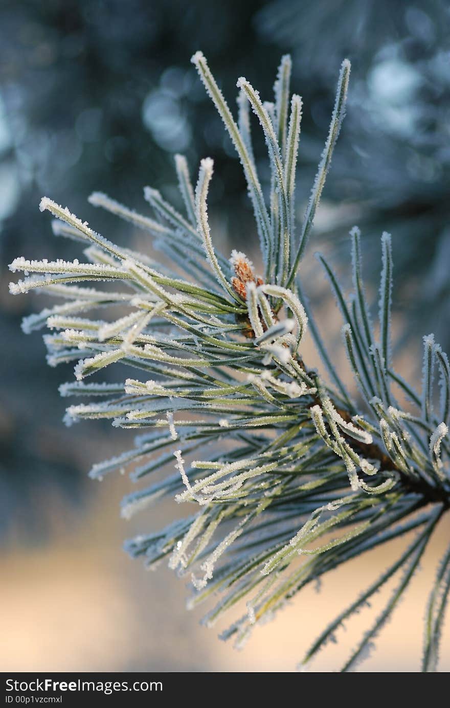 Pine-tree with a little bit of snow on top. Pine-tree with a little bit of snow on top