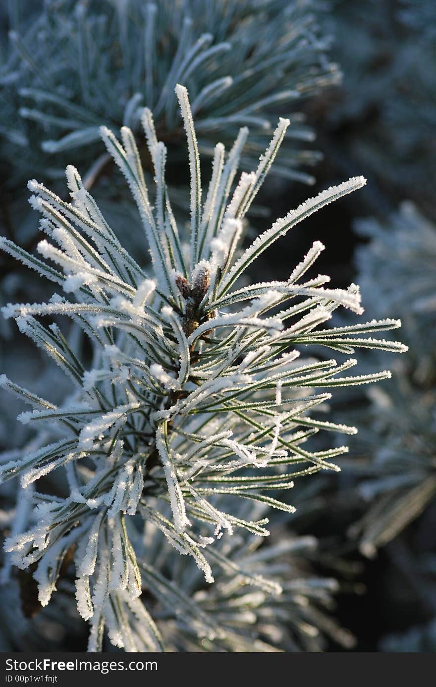 Pine-tree with a little bit of snow on top. Pine-tree with a little bit of snow on top