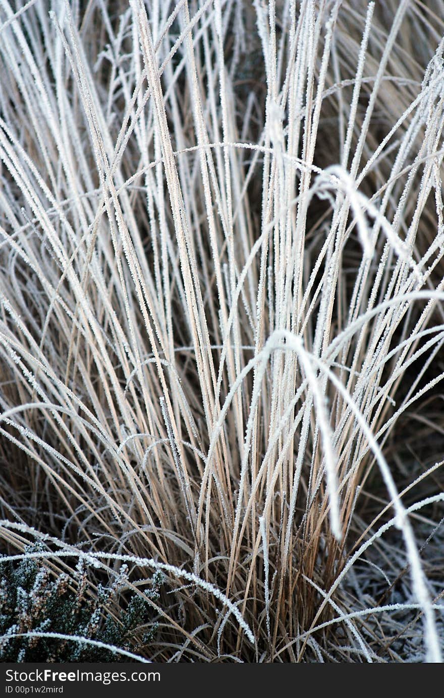 Grass with a little bit of snow on top. Grass with a little bit of snow on top