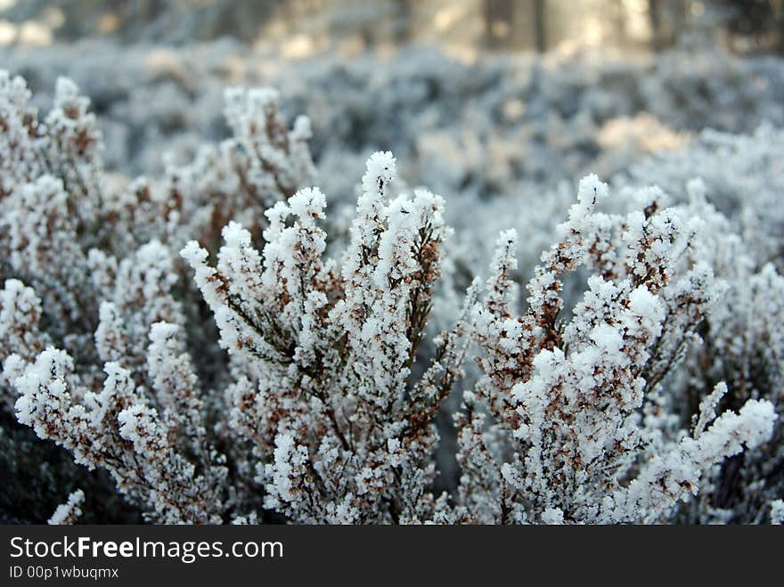 Grass with a little bit of snow on top. Grass with a little bit of snow on top