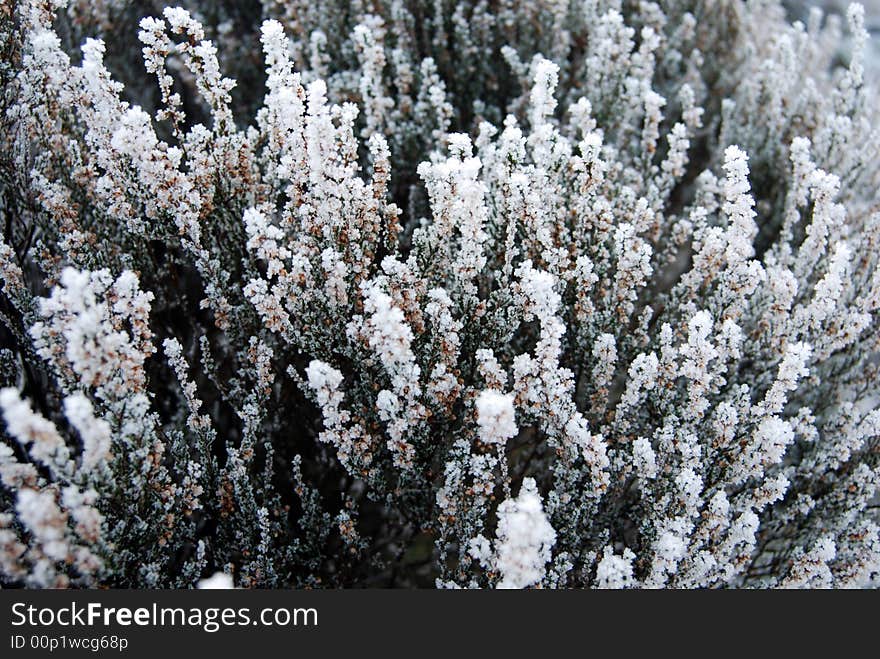 Detail of plants with a little bit of snow on top. Detail of plants with a little bit of snow on top