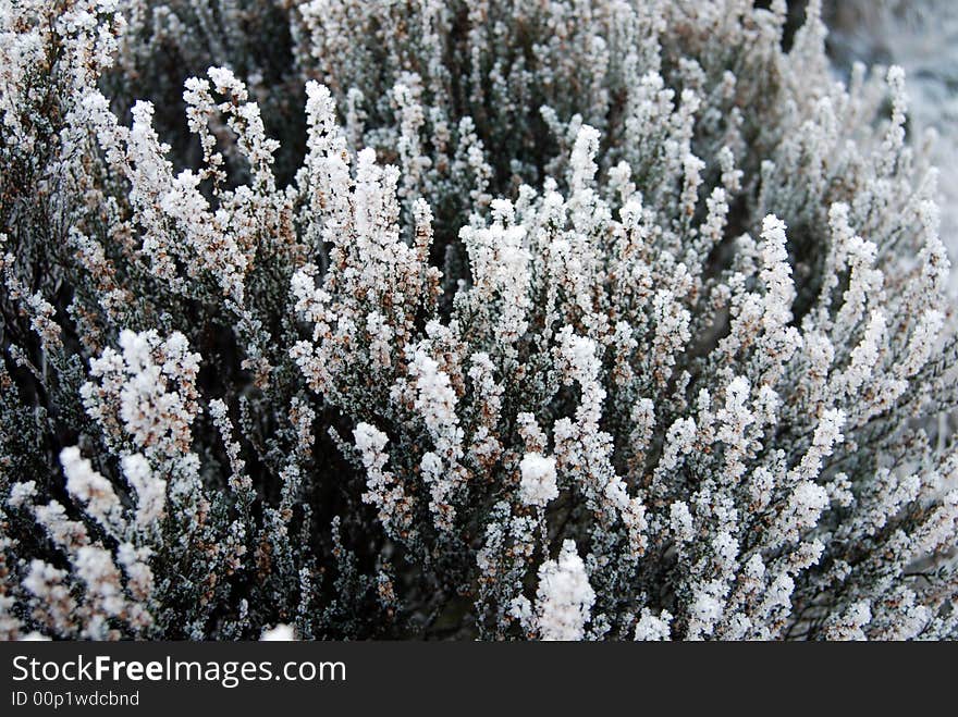 Grass with a little bit of snow on top. Grass with a little bit of snow on top