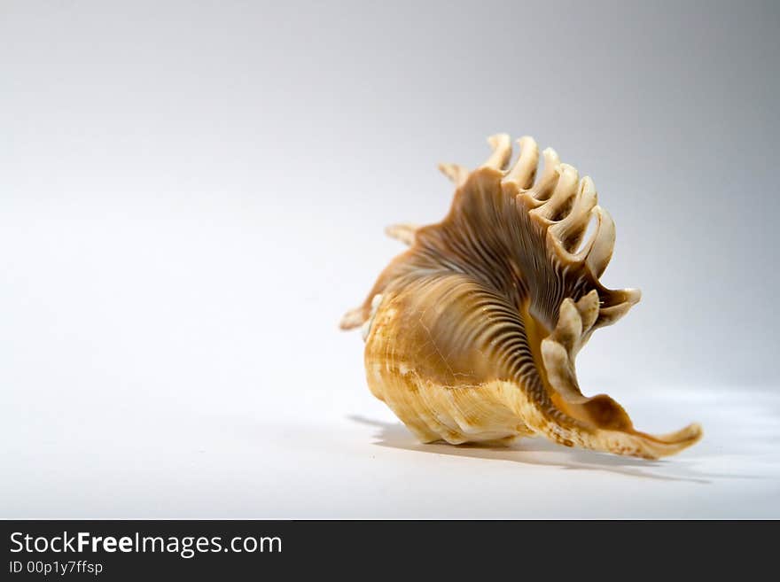 Sea Shell on a white background. Sea Shell on a white background