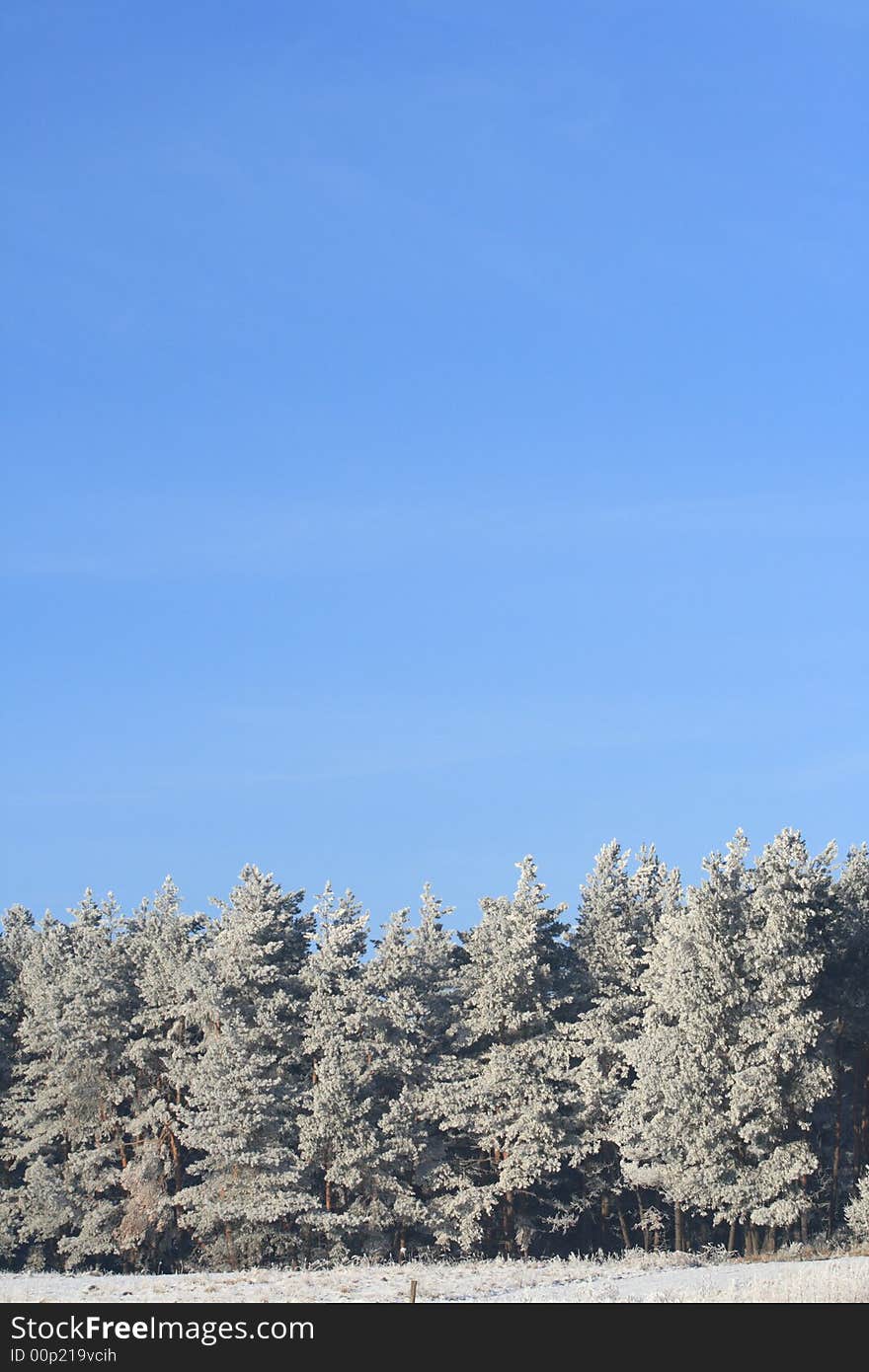 Winter landscape: frozen trees over blue sky