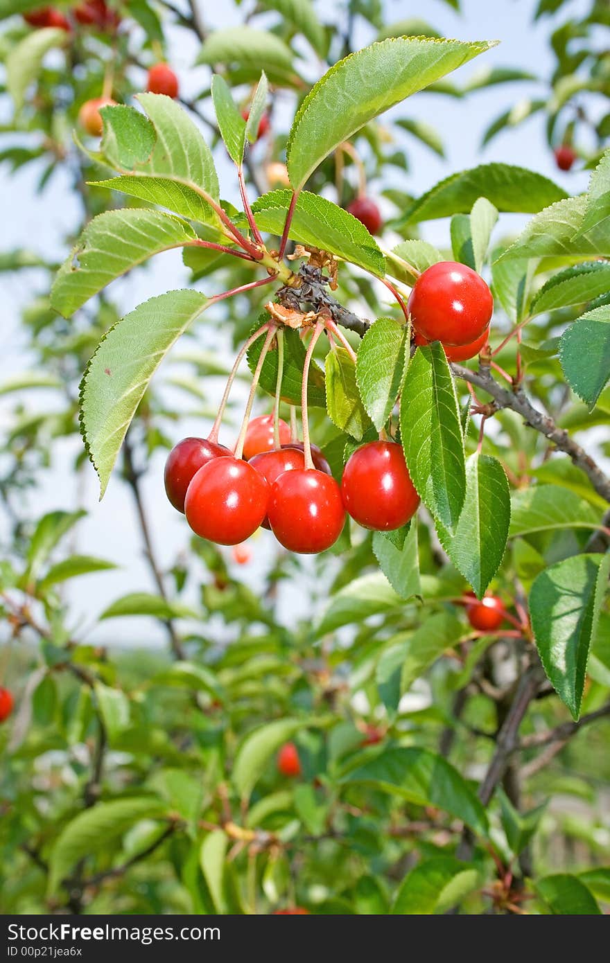 Cherry-tree.