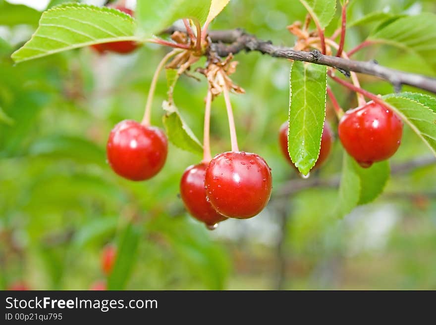 Sour cherry-tree.