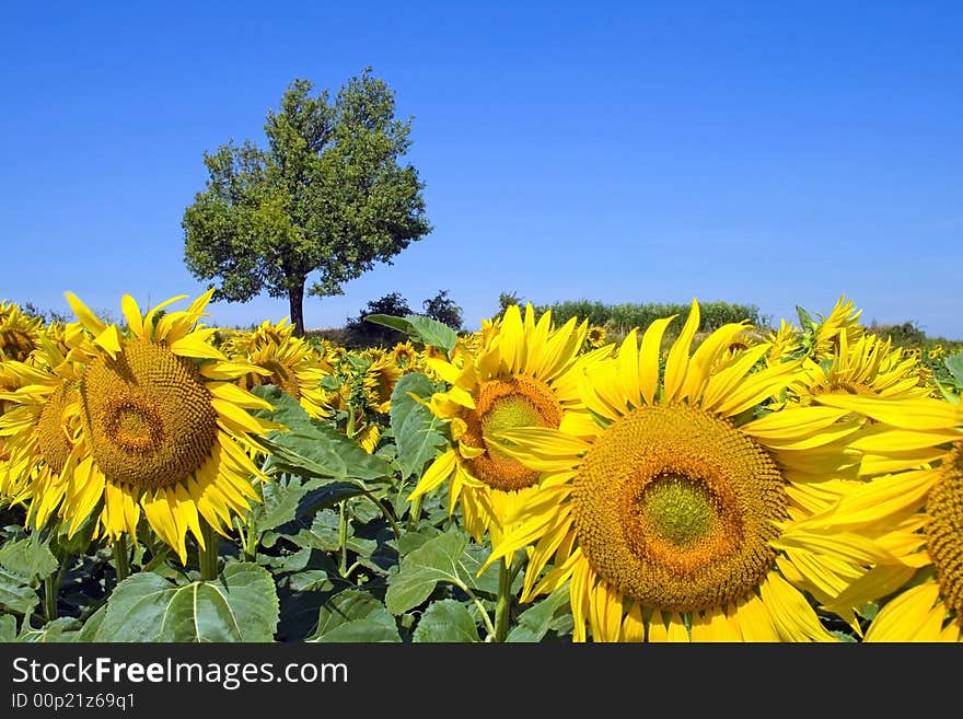 Sunflower board.