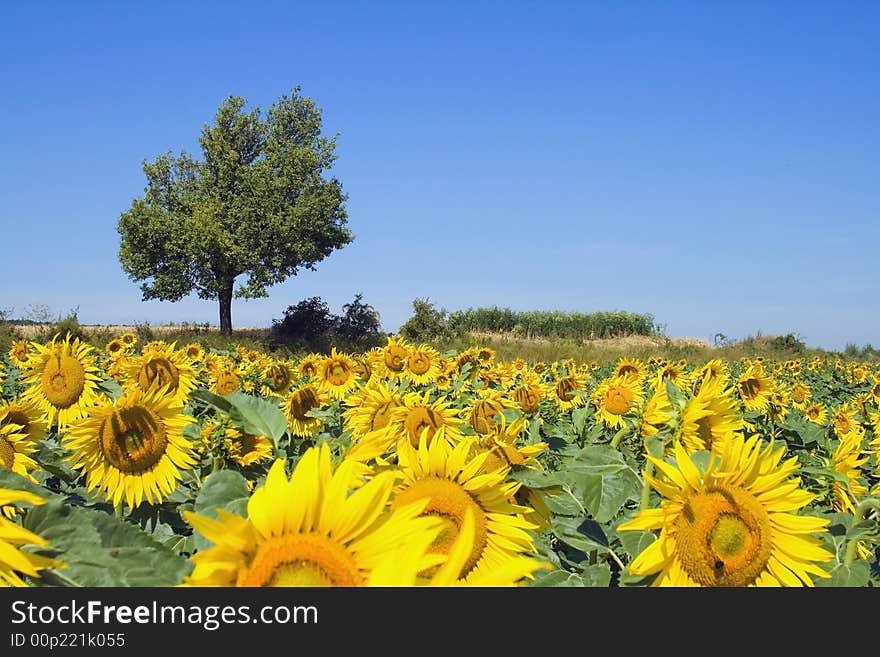 Sunflower board.