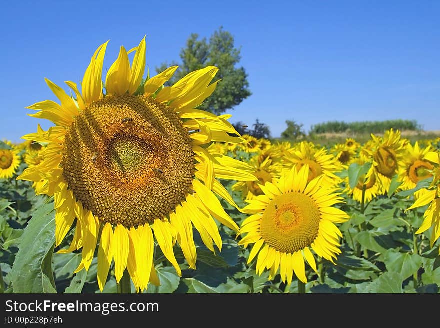 Sunflower board.