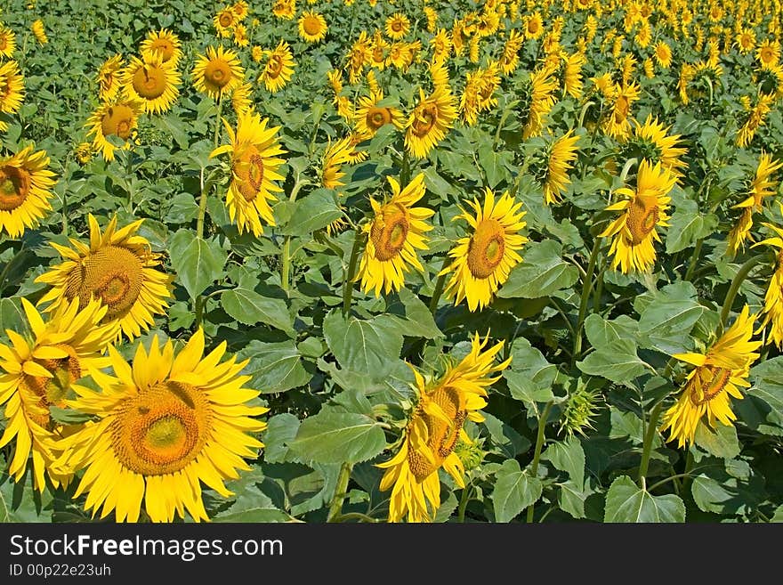 Sunflower board.