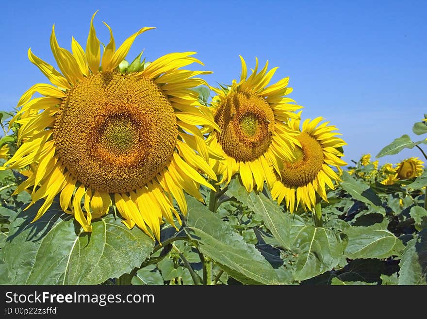 Sunflower.