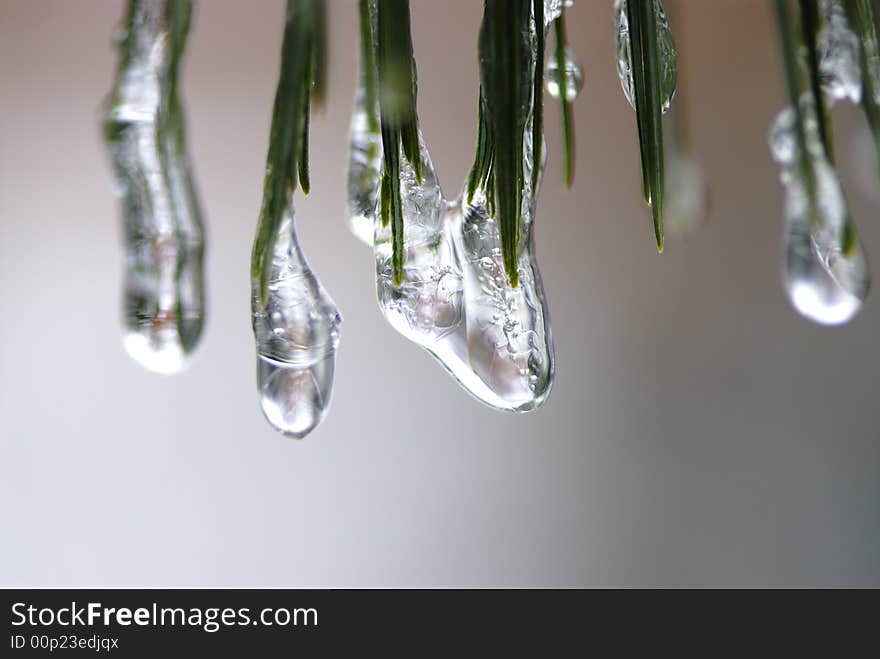 Ice droplets on pine tree needles. Ice droplets on pine tree needles.