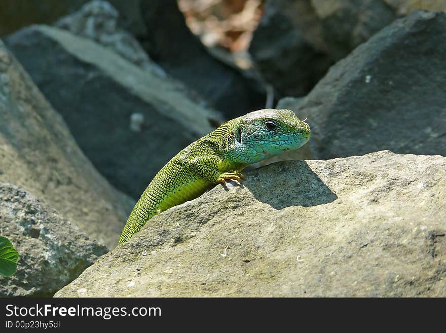 A green lizard lies in ambush on the stones. A green lizard lies in ambush on the stones.