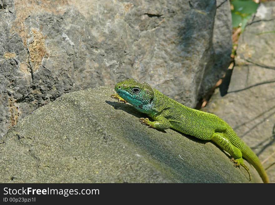 A green lizard lies in ambush on the stones. A green lizard lies in ambush on the stones.