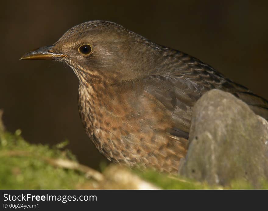 Blackbird - female