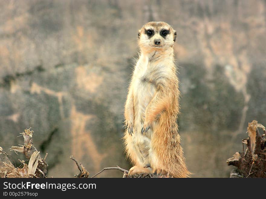 Meerkat against rocky background surrounded by shrubs, looking at the camera. Meerkat against rocky background surrounded by shrubs, looking at the camera