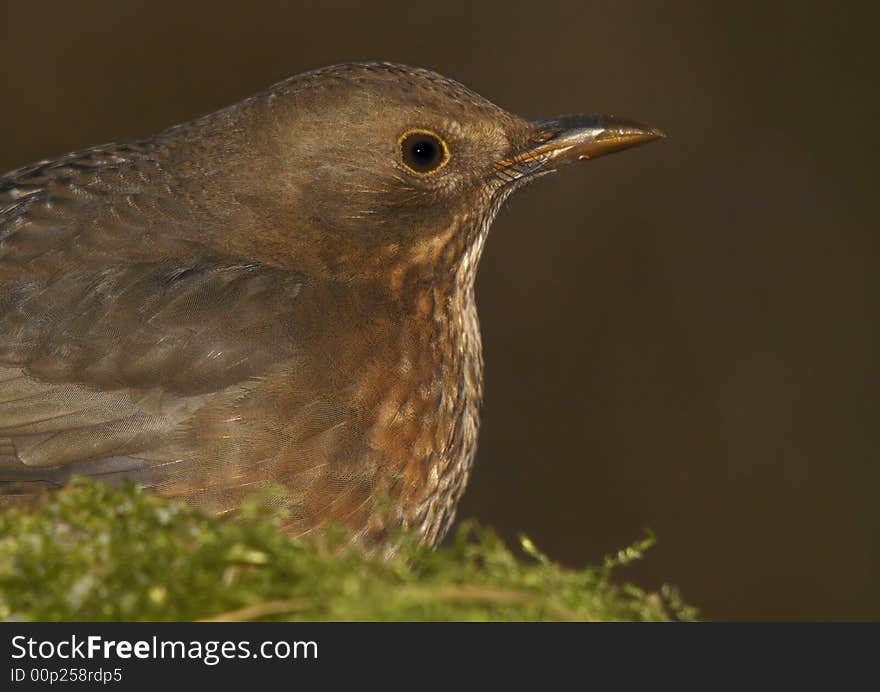 Blackbird - female