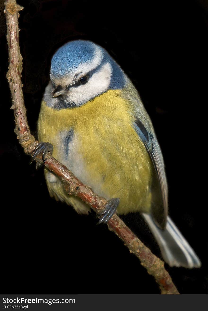 Small manycoloured bird isolated on black background. Small manycoloured bird isolated on black background