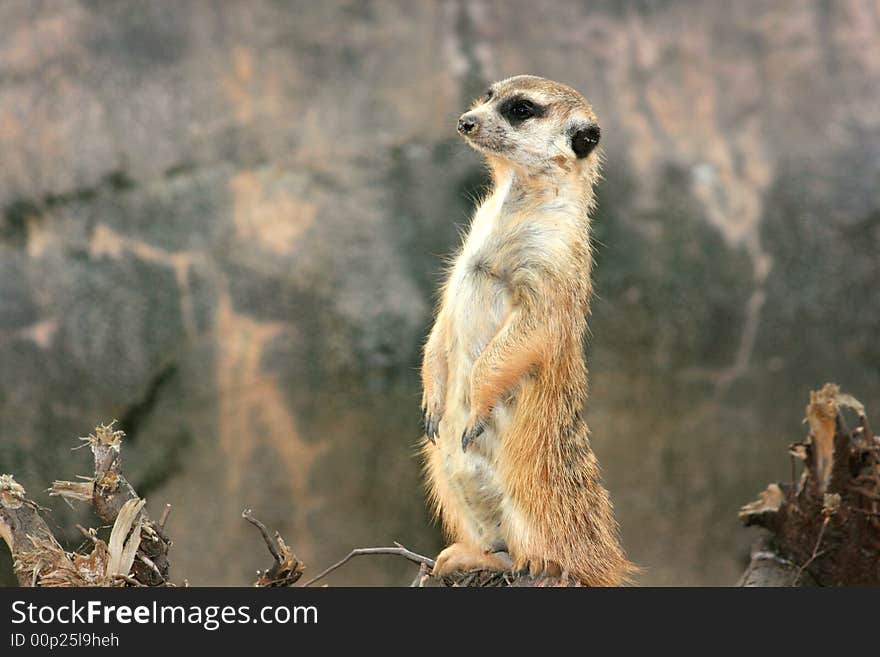 Wondering Meerkat