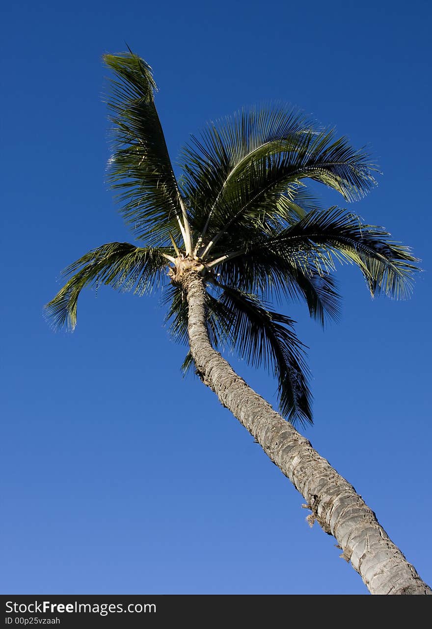 Tall Palm Tree