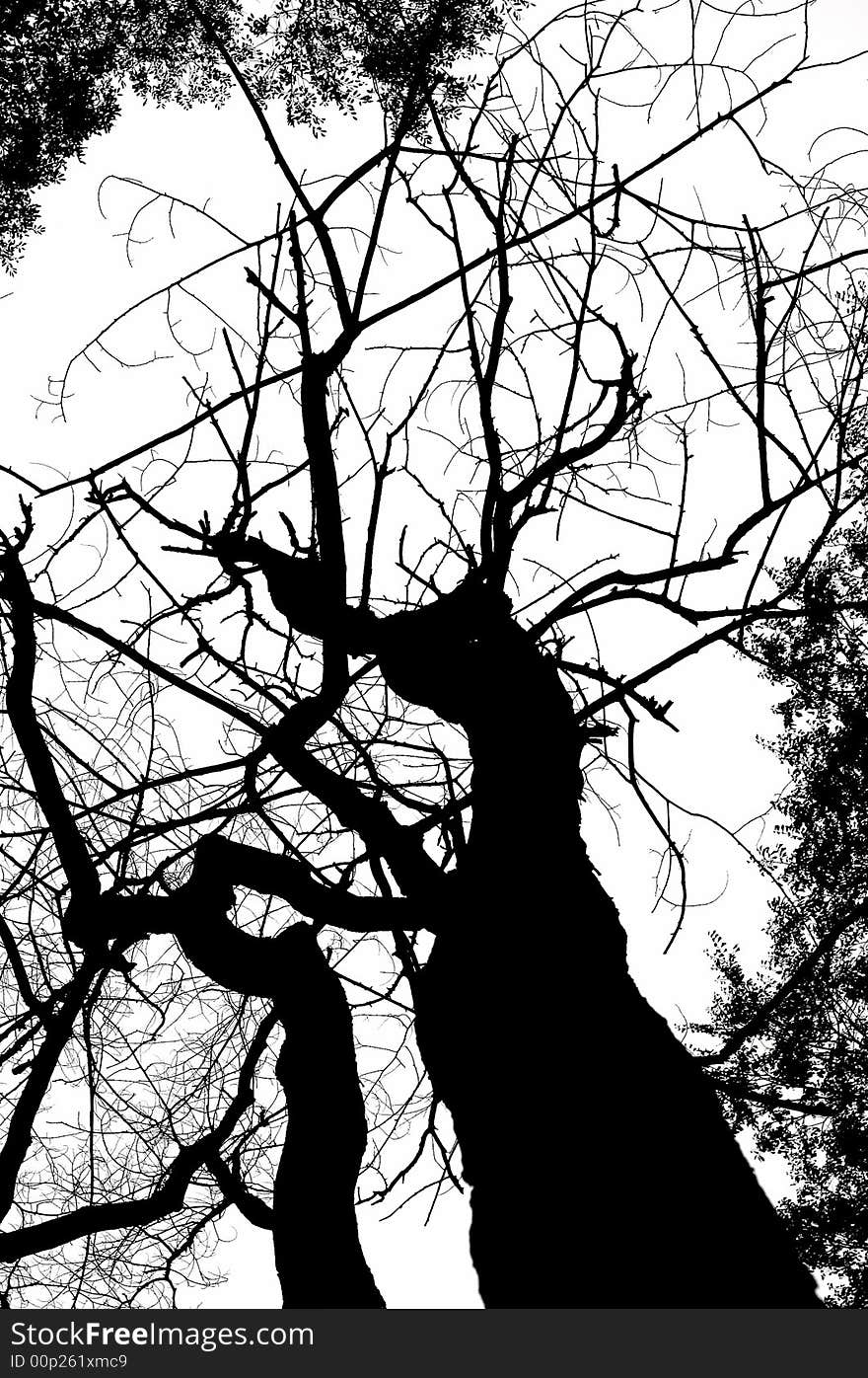 Monochrome dead tree silhouette isolated on white. Monochrome dead tree silhouette isolated on white