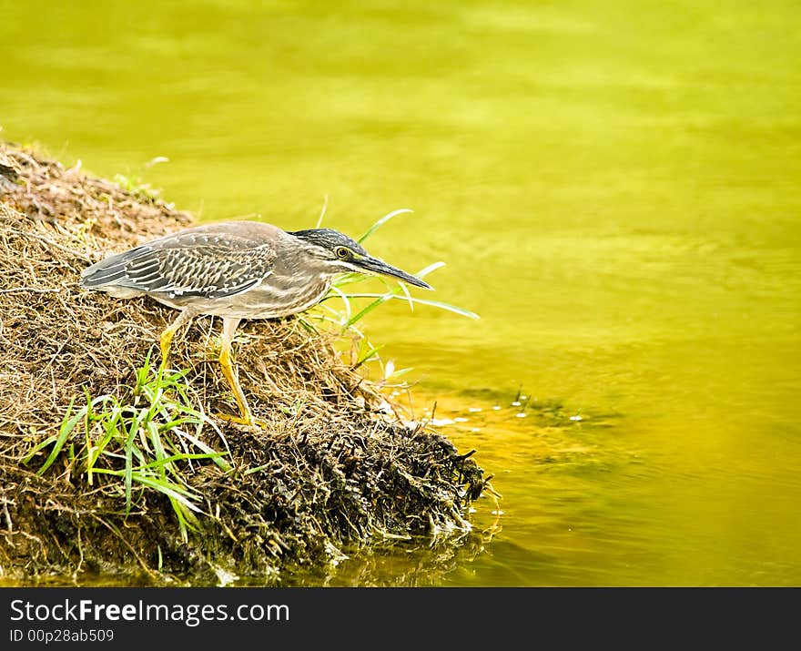 Little Heron (Butorides Striatus)