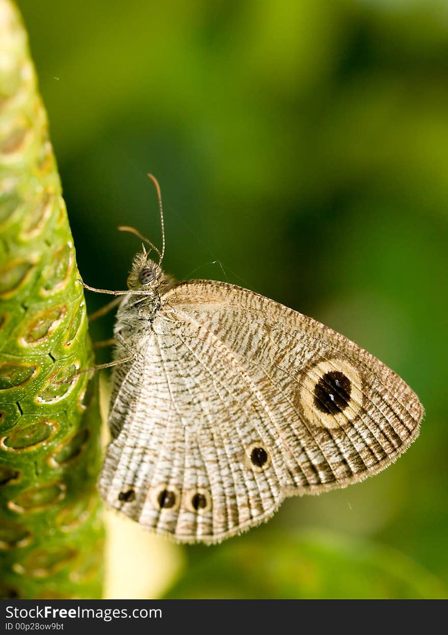 A Common Four Ring Butterfly (Ypthima huebneri) resting on a flower early in the morning