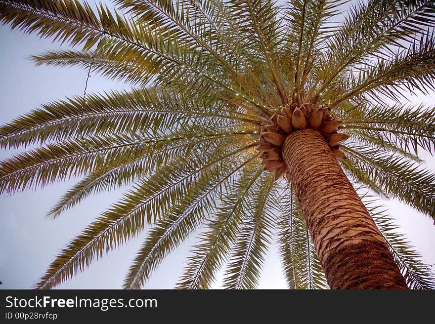 Palm