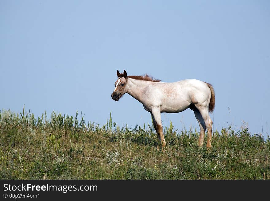 Red roan quarter horse foal standing on hill in green pasture. copyright Becky Hermanson