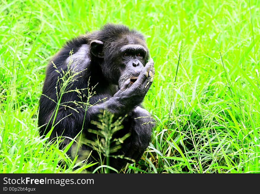 This Chimpanzee is in a jovial mood. Like many of the great apes, Chimpanzee shows a propensity to human characteristics. To be in their presence is a true privilege and an experience one is unlikely to forget.