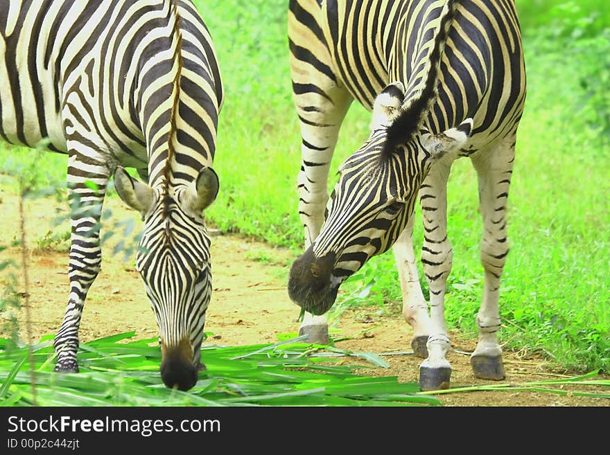 Zebra herd in the meadow and sharing food.