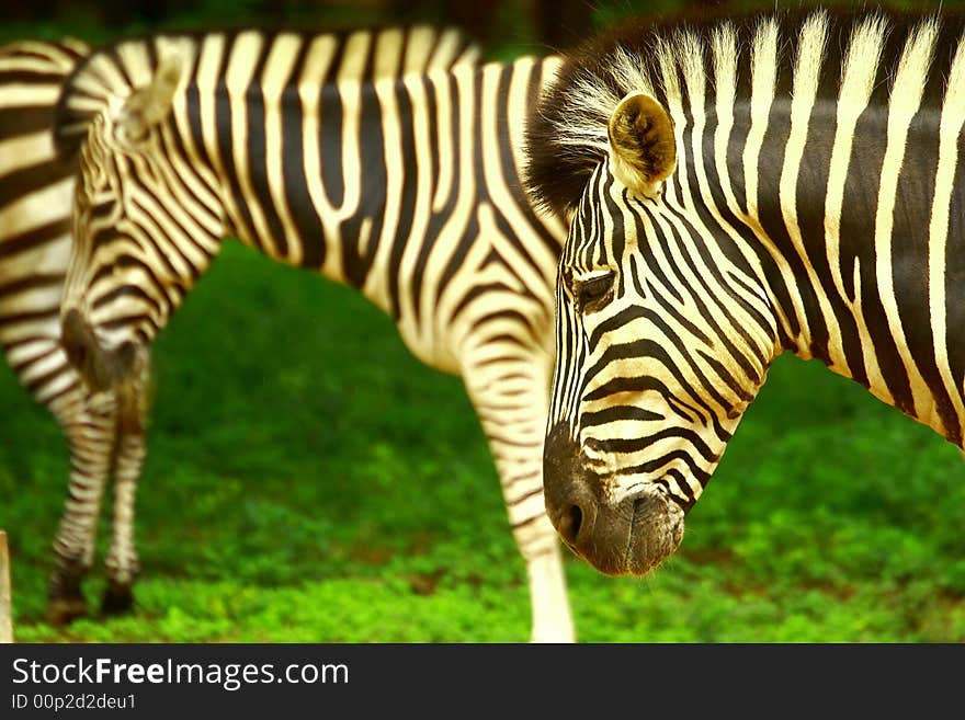 Zebra herd in the meadow. This image is all about the pattern and dominace. The foregroung zebra is the adds the dominace factor where as the stripes and multiple faces add pattern and textures.