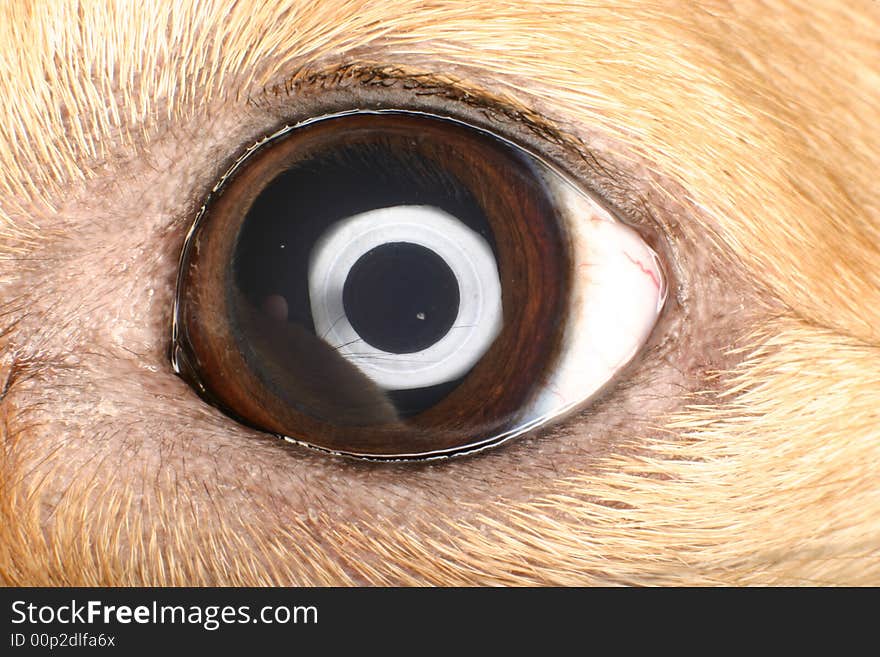 Extreme close up of a brown dog's eye. Extreme close up of a brown dog's eye