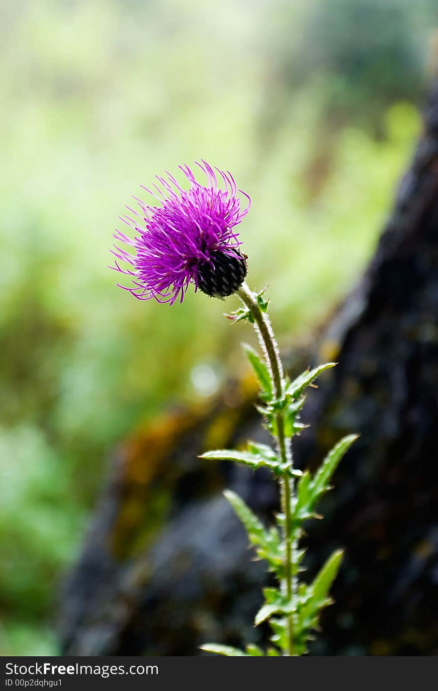 Wild Flower