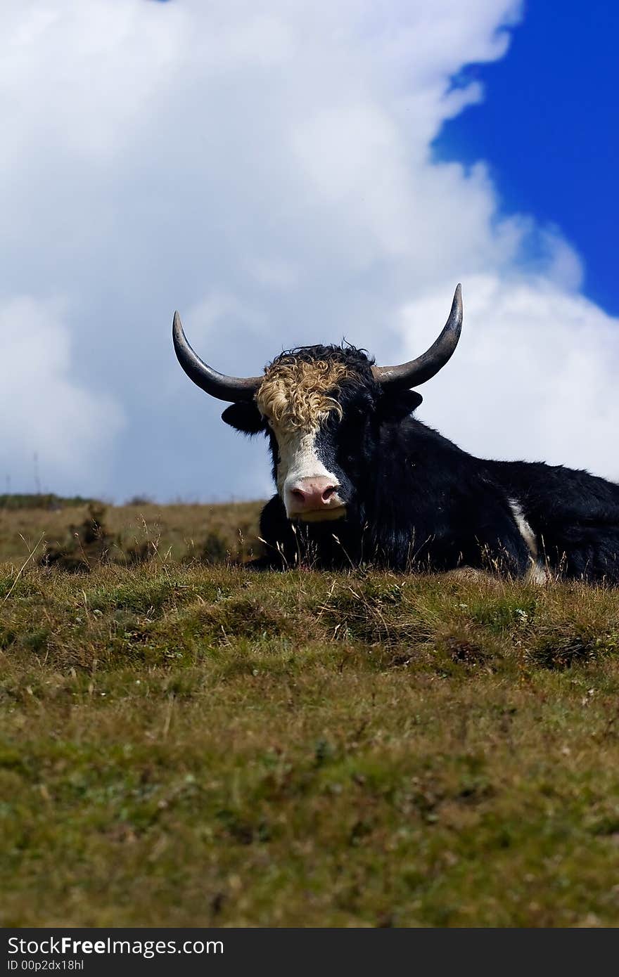 A wild, shaggy-haired ox(Bos grunniens) of the mountains of central Asia. A wild, shaggy-haired ox(Bos grunniens) of the mountains of central Asia.