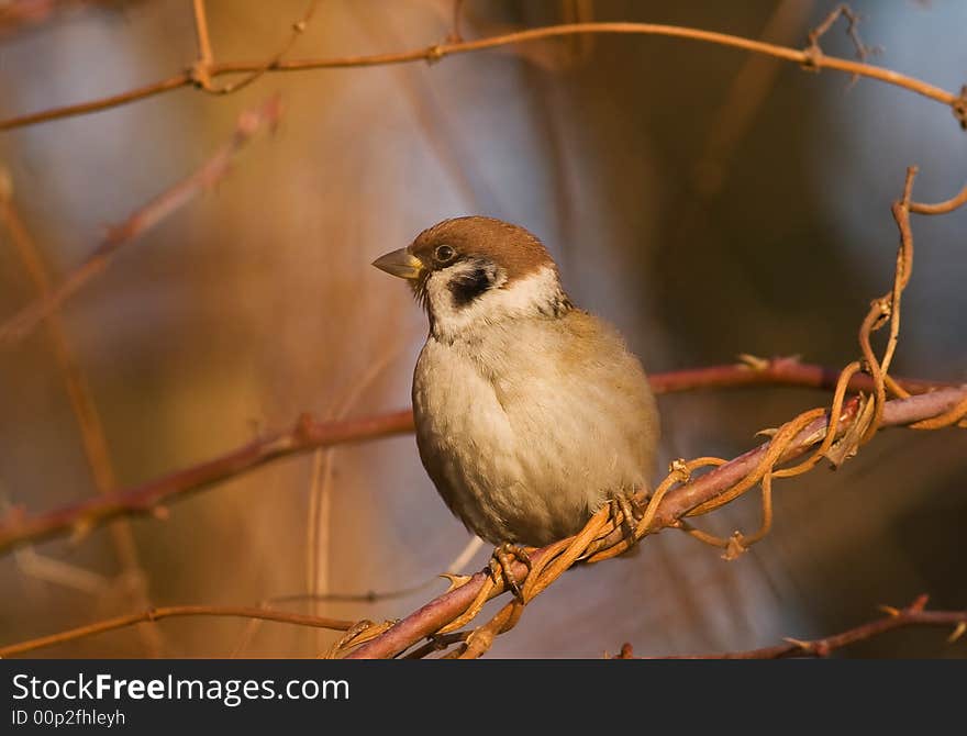 Tree sparrow (aka passer montanus)