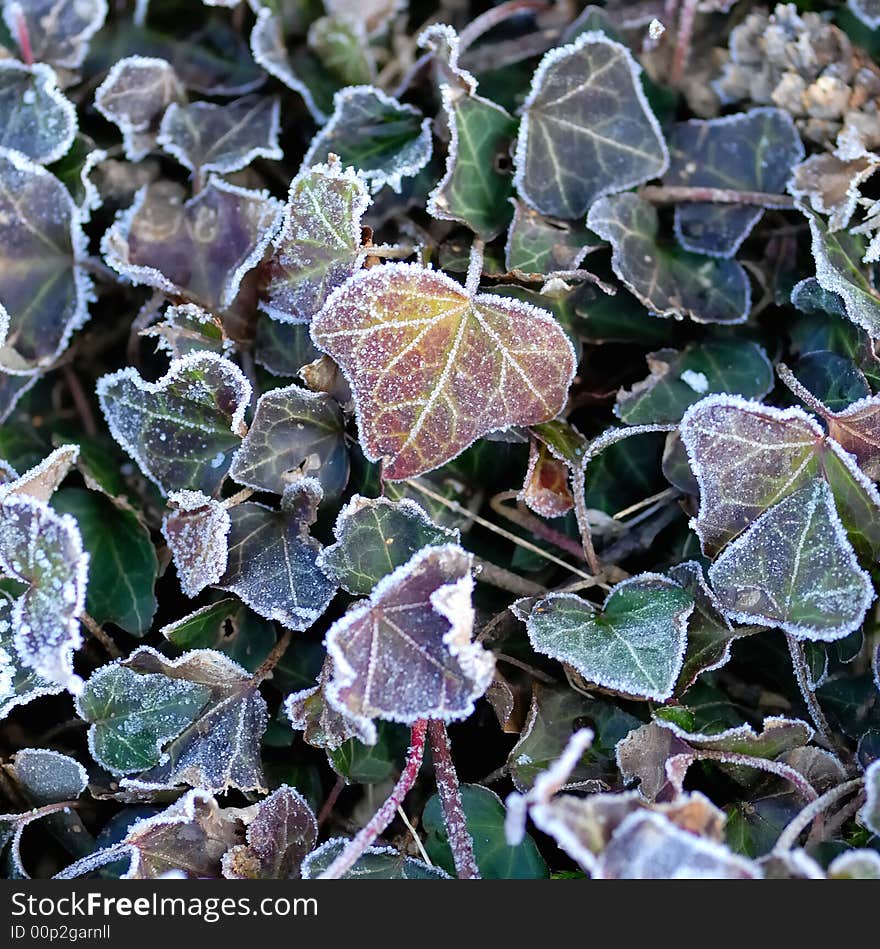 Frozen leaves