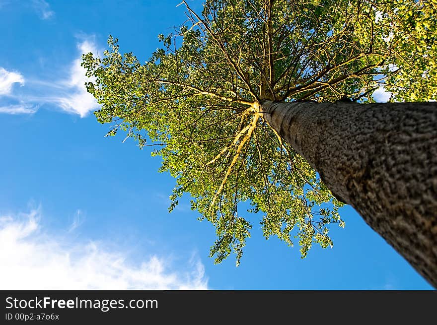 Tree and blue sky