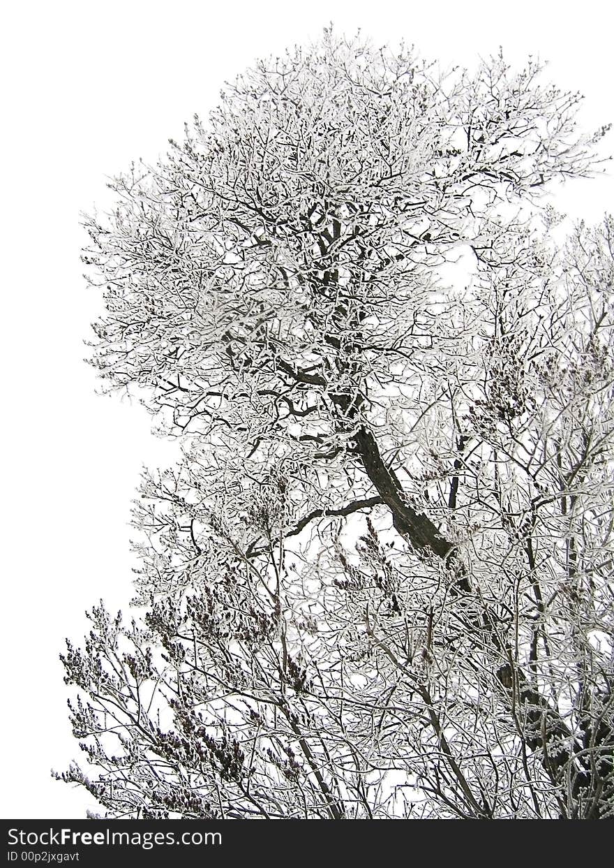 Branches of tree covered with frost and snow. Branches of tree covered with frost and snow