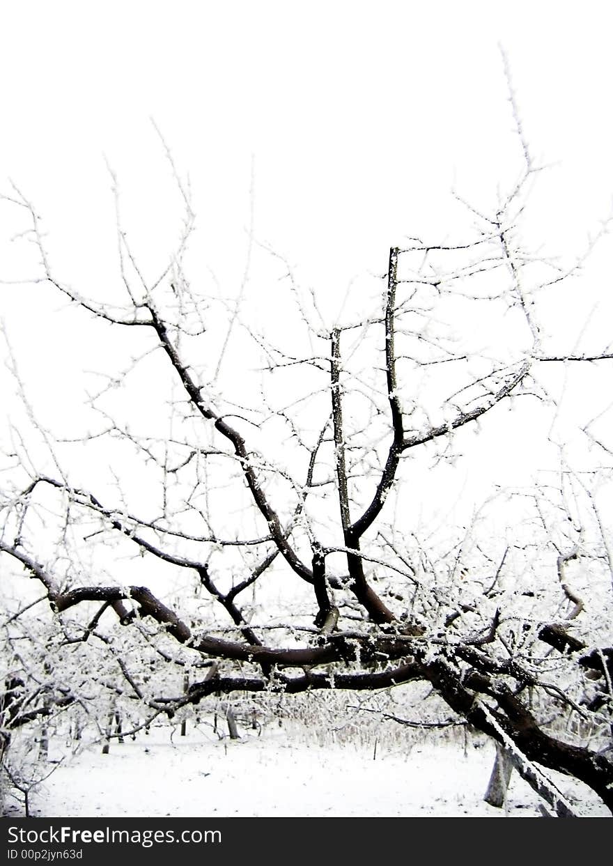 Branches of tree covered with frost and snow. Branches of tree covered with frost and snow