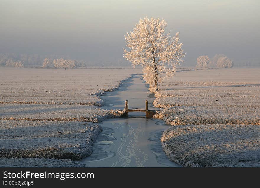 Frozen trees in the sunset. Frozen trees in the sunset