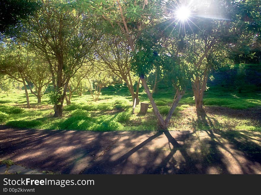 Middle setting sun in green forest casting long shadows. Middle setting sun in green forest casting long shadows