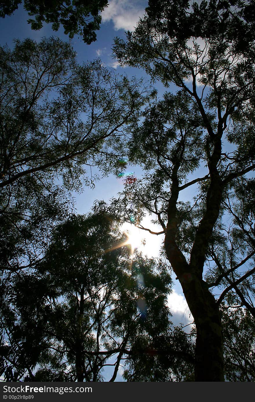 Trees shot against the sun, these tree offer great shade. Trees shot against the sun, these tree offer great shade.