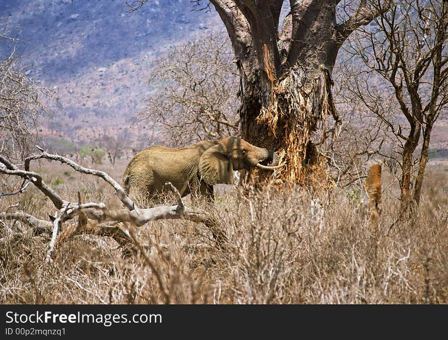 Elephant baobab