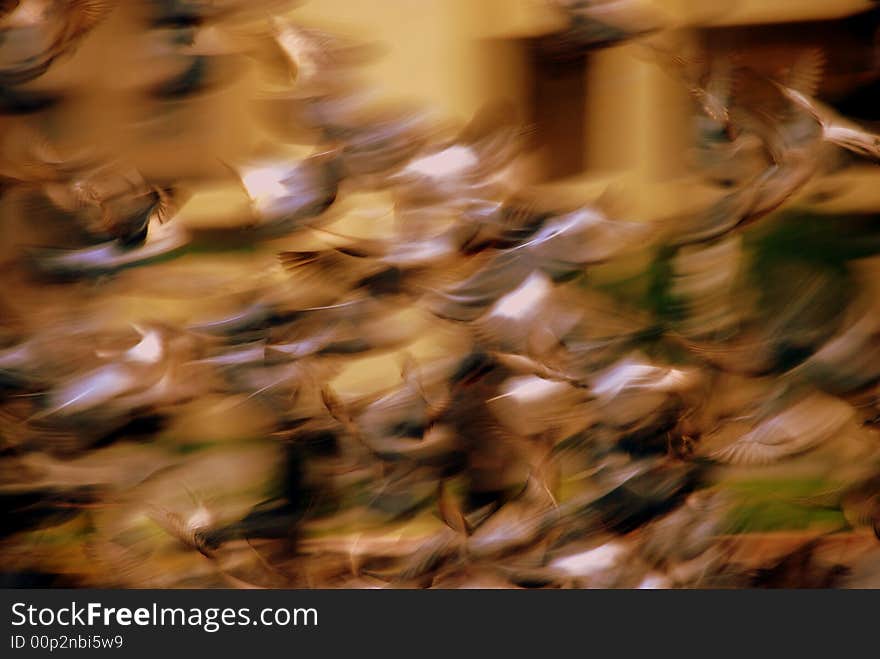 It is photograph taken from a bunch of pigeon when they take off. It is photograph taken from a bunch of pigeon when they take off